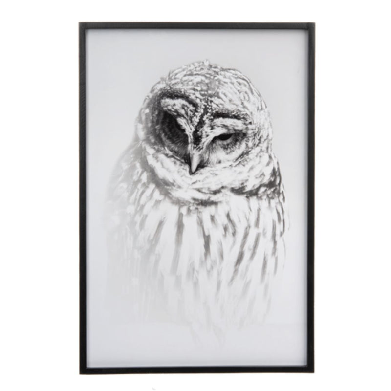 Wall Decor - Framed Owl Photography