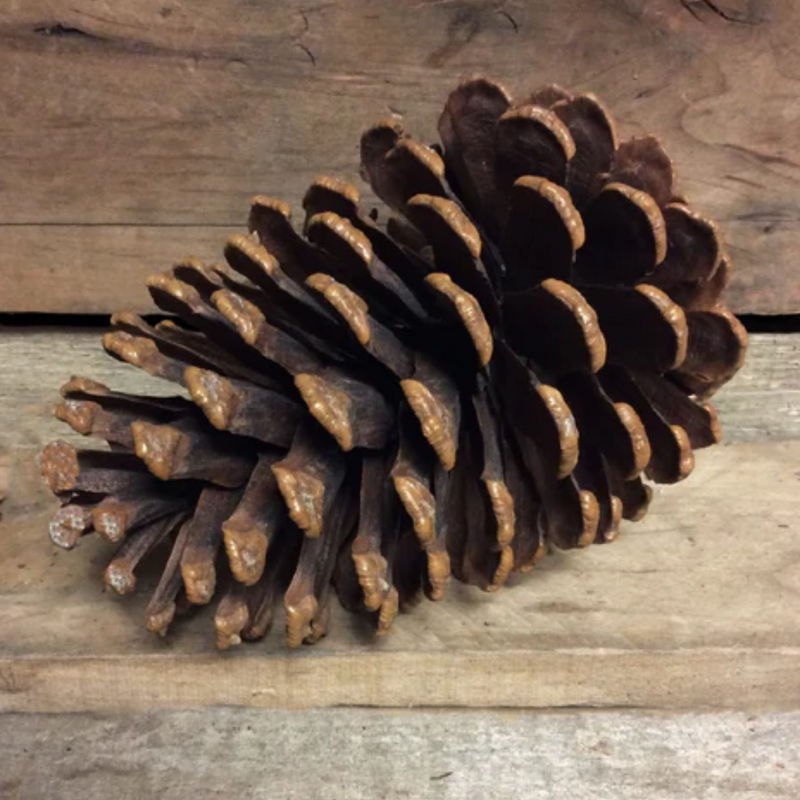 Large Decorative Pinecone - Brown