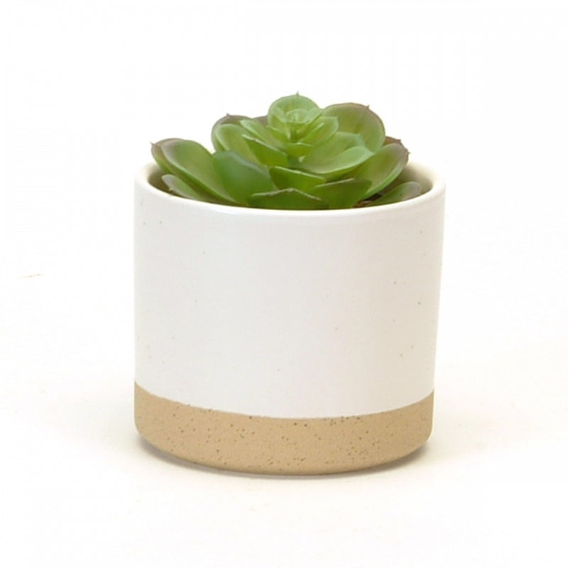 A small green succulent plant is potted in a white cylindrical planter with a textured beige band around the bottom. The background is plain and white, highlighting the simplicity and elegance of this house plant arrangement—an ideal gift for any occasion. This product, called "Small Cylinder Pot - 2 tones," is offered by MyHomeDecor.ca.