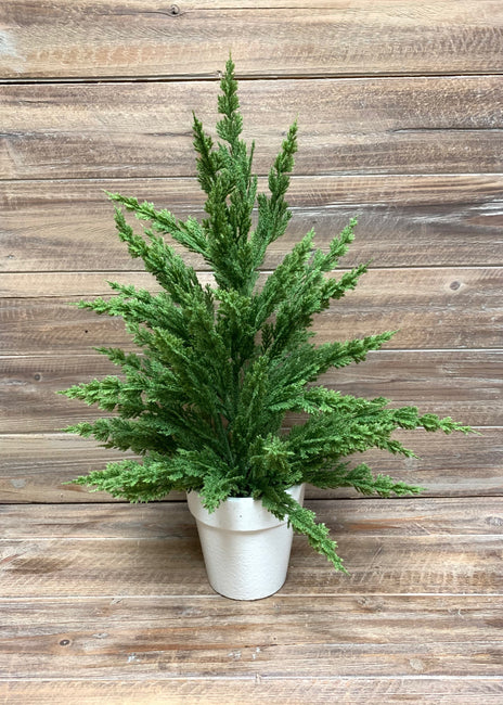 Monterey Cypress Bush - White Planter