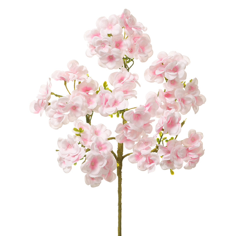 Buisson Hortensia - Blanc