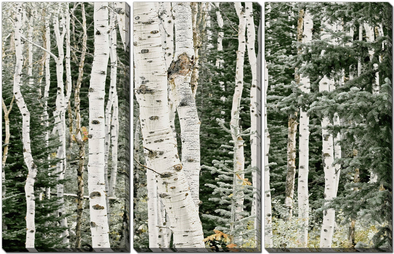 Canvas - Birch Forest